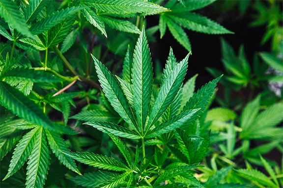 Cannabis Leaf dispensary 95670